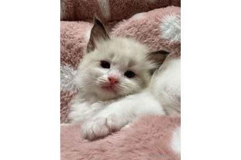 販売中の三重県のラグドール-117178の2枚目